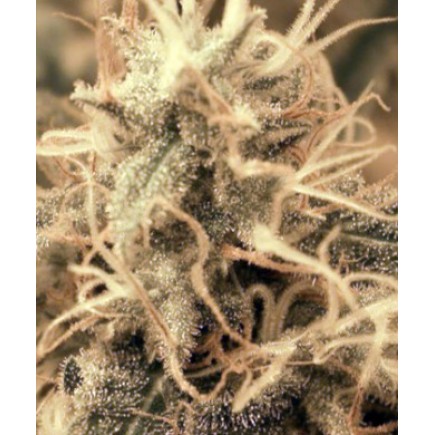 Radical Auto
